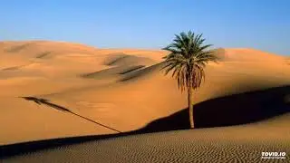 فتحي الصور