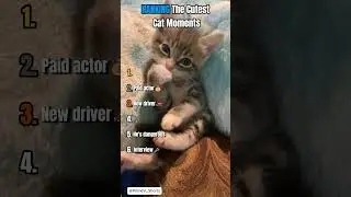 Ranking The Cutest Cat Moments 4!