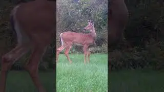 What Does a Deer Say? Fawn Calling Its Mom | Trail Cams | Autumn #fawn #whitetaildeer #wildlife