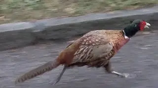 The Running Bird