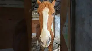 Saying Hi to all the horses while my daughter is in a riding lesson~ They are all so cheerful! 😁