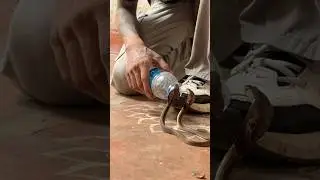 EK JAGAH PE ITNE COBRA SAAP!! #snake #cobra #wildliferescue #india #wildanimals