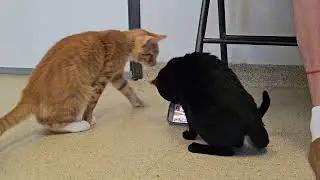 Shelter Kitten Anchovy Attempts Credit Card Fraud! [REAL]