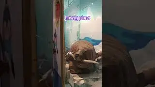 #animals #Simulation sciencecenter