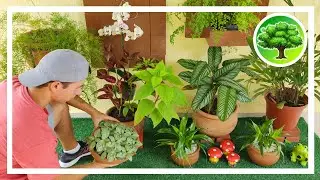 💚 DIY - САД В КОРПУСАХ / ТЕНЬНЫЕ РАСТЕНИЯ