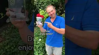 Grow a medjool date from the supermarket #growyourgroceries #medjooldates #palmtrees  #houseplants
