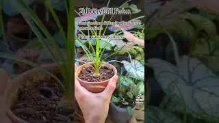 3 Cool Caudex Plants you can Grow from Seed 💚🌱 #caudex #cuteplants #chunkyplants #indoorplants