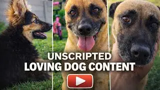 Unscripted loving dog content
