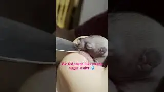 Мы нашли 4 бельчат!! 🐿 | День 1 выращивания бельчат