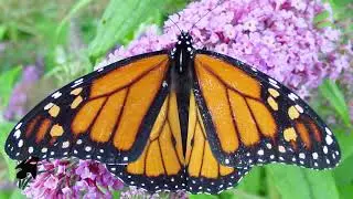 All About Monarchs: National Flight of the Monarch Day