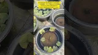 Water lily plants and LOUTS plant update.... what's App 6280306194 only message don't call 