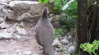 Barbary Partridge/Perdiz Moruna Pair on the Trail