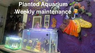 Hall Planted Aquarium Weekly maintenance 🐠 🌱 🪵 | Buddha Aquascape | Aquarium in Tamil