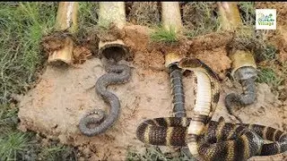 Brave Girl Catch Snake By Bamboo Trap at Village | Our Village Life