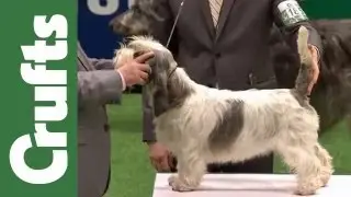 Group Judging (Hound) and Presentation - Crufts 2012