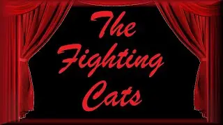 The Fighting Cats Video