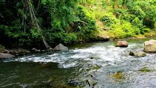 Soothing River Water Sounds in Nature 🍃 White Noise Ambience