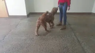 Maria The Dog Trainer & Nico 3/4/2021