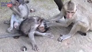 Polino Baby Monkey Playing With Maddix  And Brother, Why Brother Hit Two Small Very Strong?