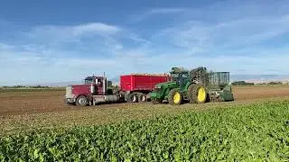 Werbelow Brothers Beet Harvest 2022