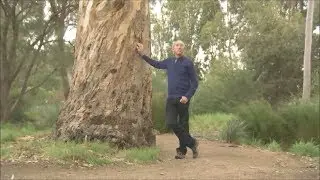 Beautiful River Red Gum - ABC tv