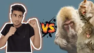 Monkey Caught Stealing | Vegetables and Sugar Cane in My Field