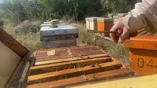 Como hacer un enjambre,de colmena layens a langstroth ,f&aacute;cil !! Colmena 1447!!