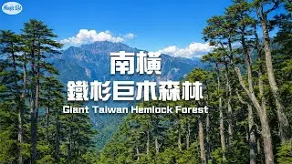 森林療癒系12 🌳南橫塔關山鐵杉巨木森林 光影交錯中穿梭於高聳入天巨型神木間Takuanshan Giant Hemlock Forest, Taiwan/ Relax Piano Music