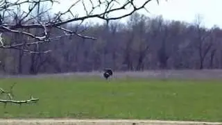 East Fork Turkey Hunt Todd