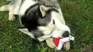 Updike the Siberian Husky Destroys A Toy In No Time Flat