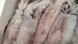 limpiar calamares