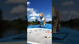 Extreme Sports Cat