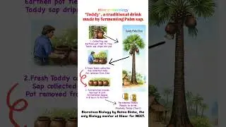 Toddy a traditional drink #bioratnasbiology #toddy #microbes_in_human_welfare #fermentation