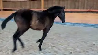 Platero de Alegria