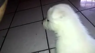 Best bark ever