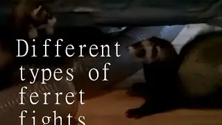 Different types of ferret fights