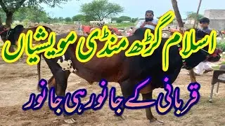 Islamgarh Mandi at his best | Beautiful Qurbani Animal