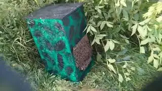Рои 2020