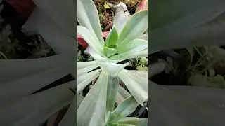 6 Beautiful plants#shorts #youtubeshorts #viral beautifulplants