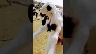 Pure kajla dumba||kids#pure kajla dumba#cute #baby #sheep baby #funny #viral #shorts #short
