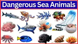 Самые опасные морские животные, которых никогда не следует недооценивать!