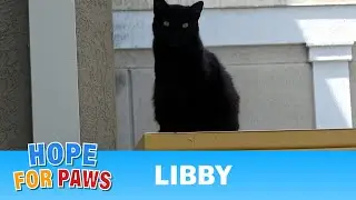 Homeless cat carried an old injury that required an amputation. ❤️&zwj;🩹
