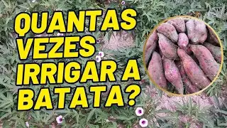 Quantas vezes irrigar a Batata-doce?