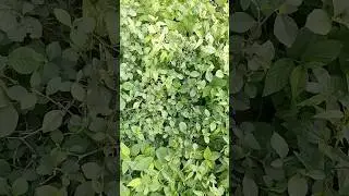 #bala plant 🌿 #ayurveda_nature_cure