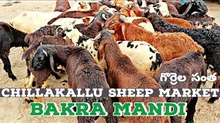 Sheep market #bakra #bakramandi #bakramandi2023 #santa #santha #sheep #sheeptuber #sheepfarming