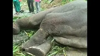 How exactly did the Tusker Kandula die? (English)