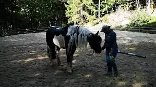 Pferd hat Panik beim Einspr&uuml;hen! Kein Vertrauen! Was tun? #TrickyHorseTraining