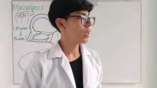 🧬LAS MUJERES NO PRODUCEN ÓVULOS - BIOLOGÍA DEL DESARROLLO 🧬