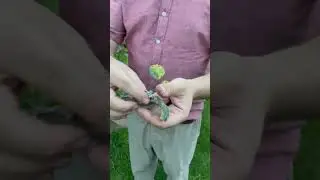 Cure three common rose diseases ￼