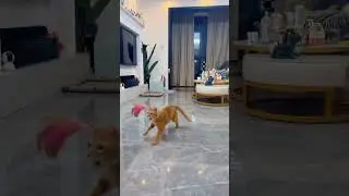 Cat games  #cats #cat #catlover #catlovers#catsoftiktok #catsofinstagram #catshorts